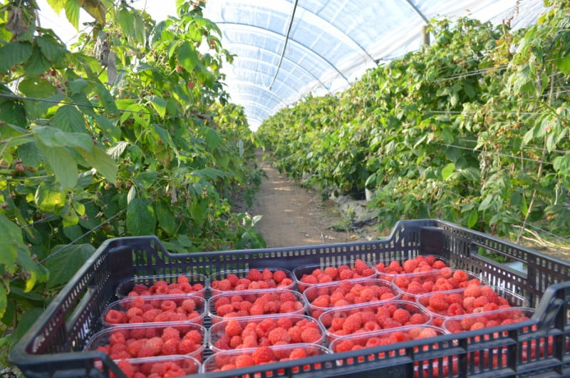 Produção responsável: o compromisso da Madre Fruta com a qualidade e o ambiente